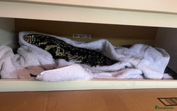 Mixed Breed invertebrates for sale: Black and white tegu  - Image 4