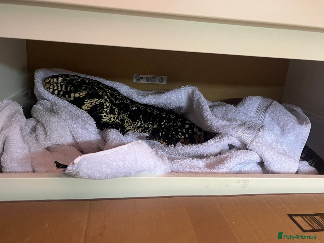 Mixed Breed invertebrates for sale: Black and white tegu  - Image 4