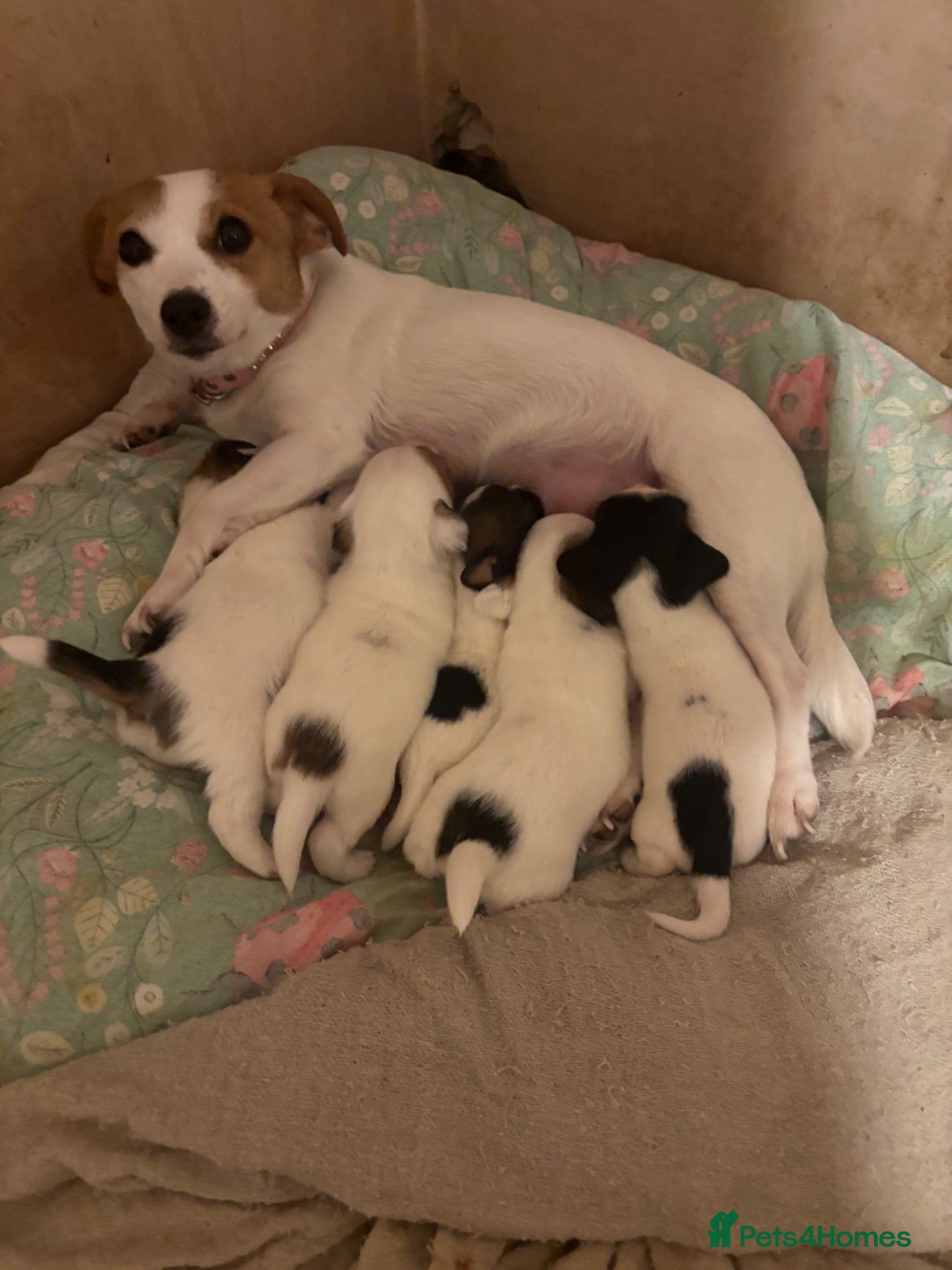 Jack Russell dogs Jack Russell pups  - Advert 1