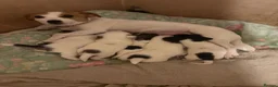 Jack Russell dogs for sale: Jack Russell pups  - Advert 1