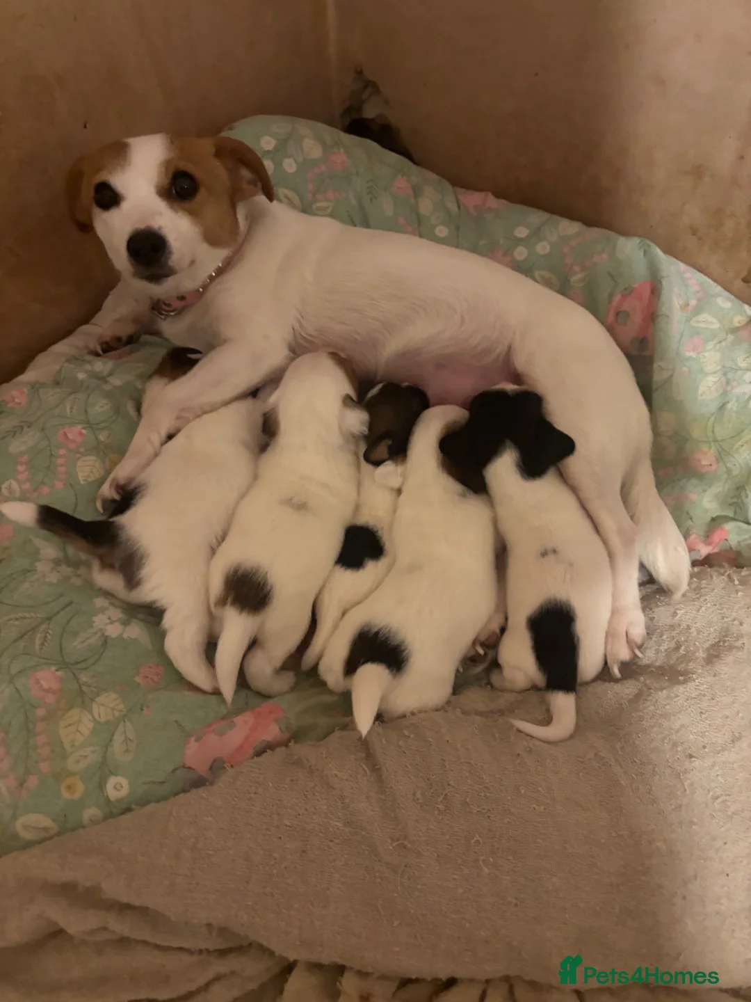 Jack Russell dogs for sale: Jack Russell pups  - Advert 1