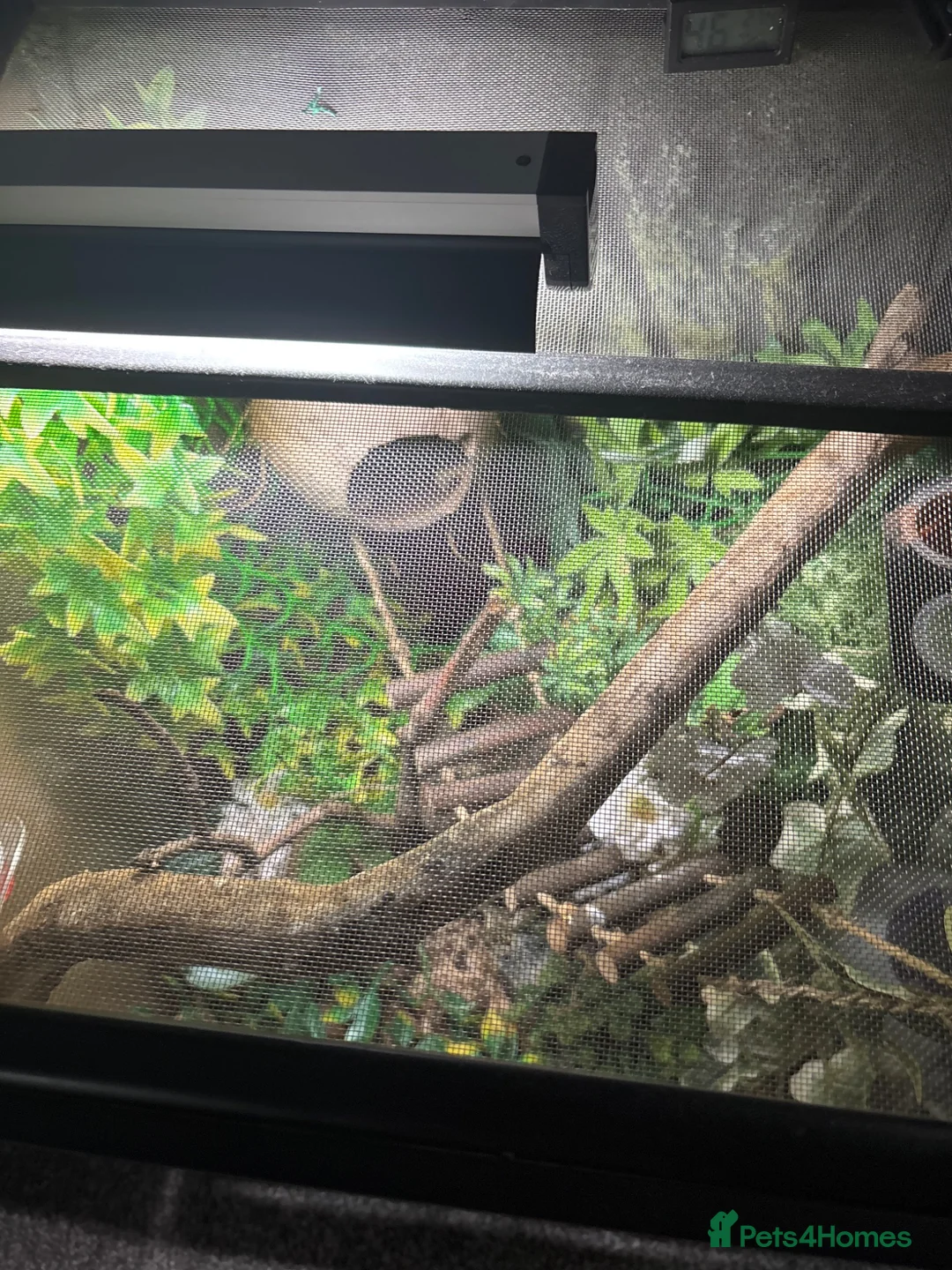 Gecko reptiles for sale: Gecko  - Advert 2