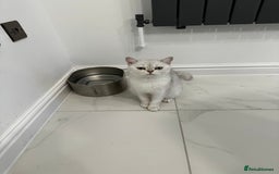 Scottish Fold cats for sale: Beautiful Scottish/British girl - regretful sale - Image 6