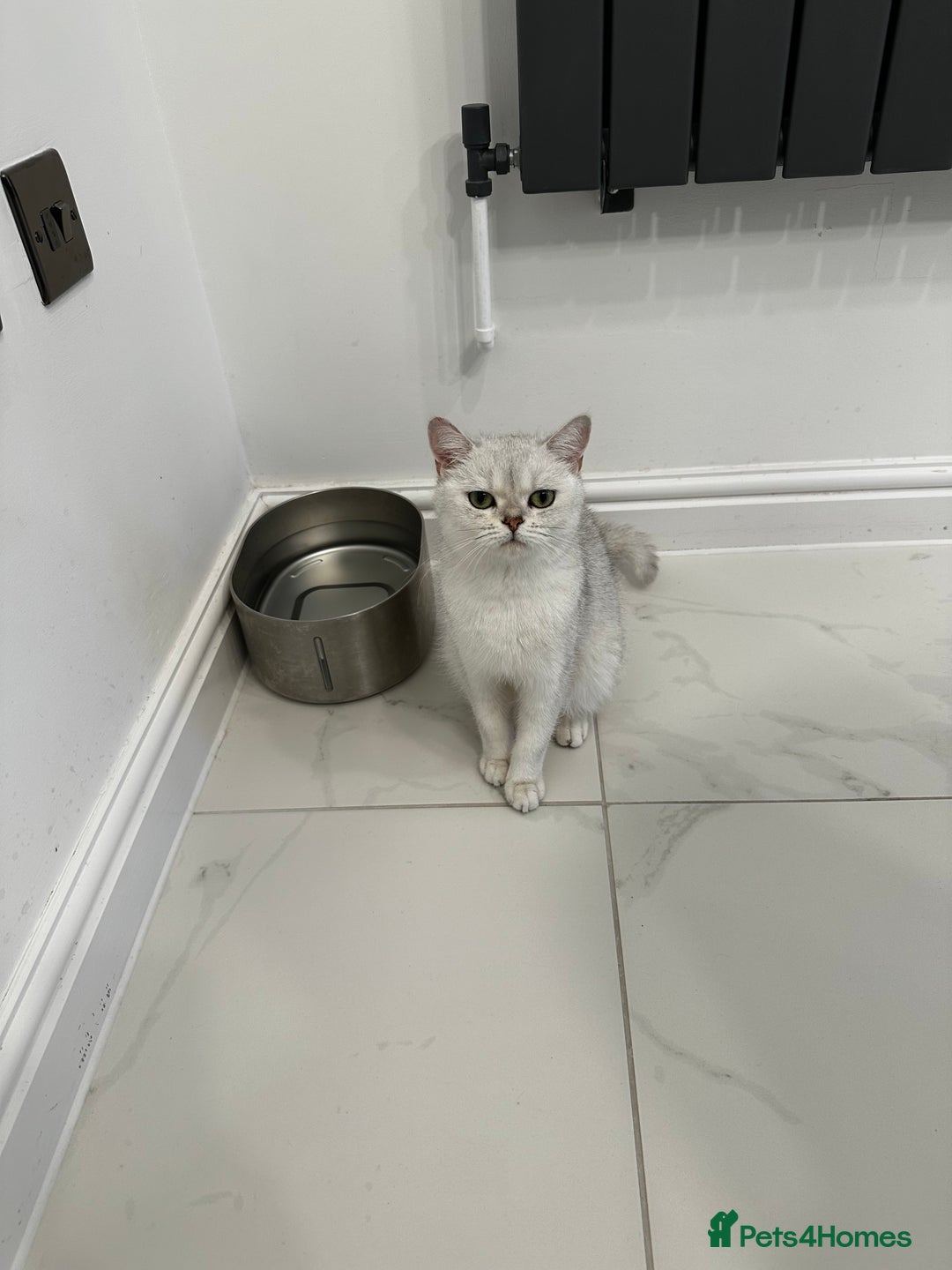 Scottish Fold cats for sale: Beautiful Scottish/British girl - regretful sale - Image 6