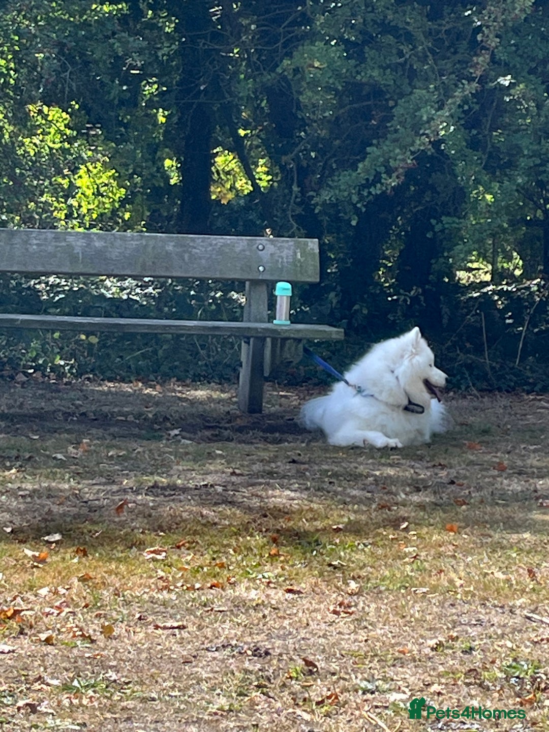 Samoyed dogs for sale: Samoyed - male - neutered  - Advert 3