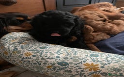 Cavapoo dogs for sale: Stunning premium F1 Cavapoo babies 🥰 - Image 18