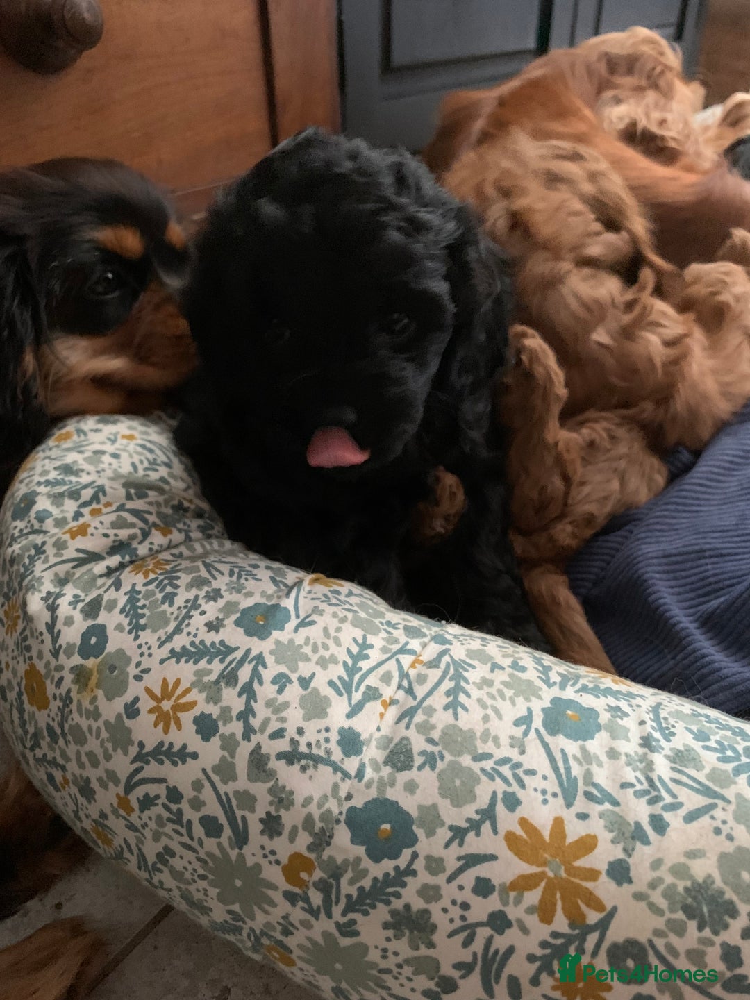 Cavapoo dogs for sale: Stunning premium F1 Cavapoo babies 🥰 - Image 18
