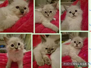 Ragdoll cats 6x purebred blue, lilac and lynx ragdoll kittens - Advert 3