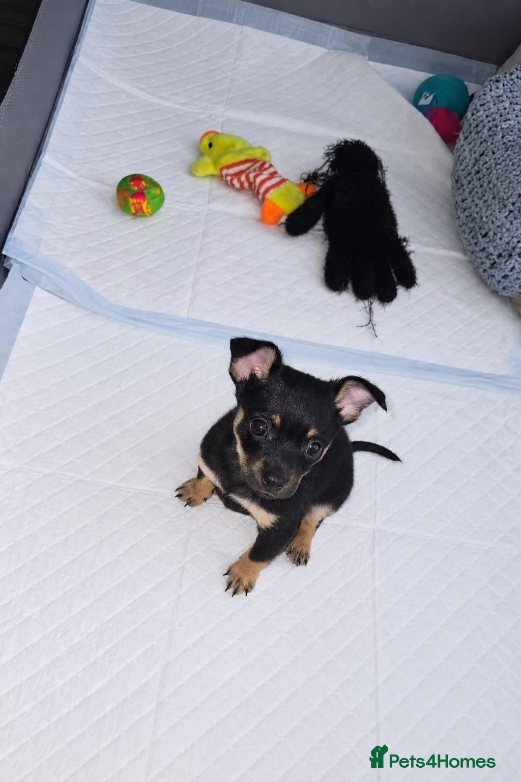 Russian Toy Terrier dogs Rare black russian toy. - Advert 1