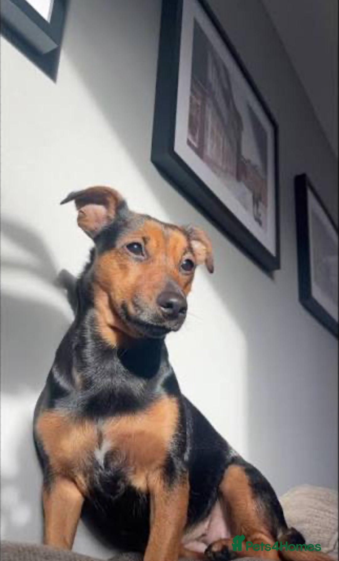 Mixed Breed dogs for sale: Jack russel - Advert 5