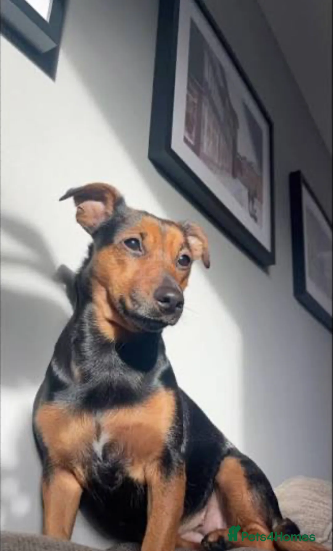 Mixed Breed dogs for sale: Jack russel - Advert 5