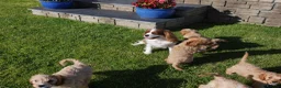 Cavapoo dogs for sale: Well bred Health Tested F1 Cavapoo Puppies - Advert 7