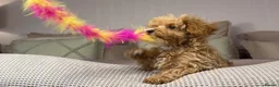 Maltipoo dogs for sale: OAKWELL RETRIEVERS ON INSTAGRAM  - Advert 21