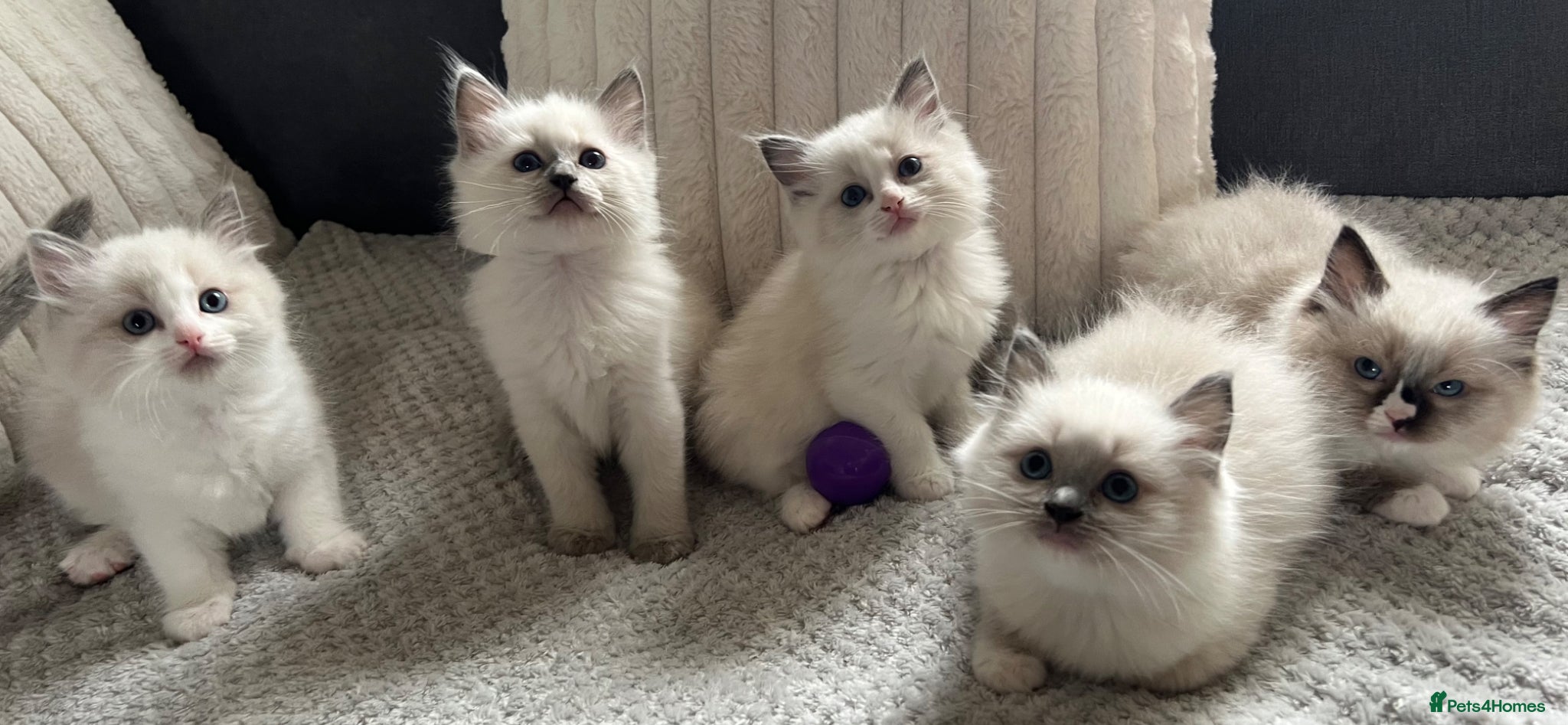 Ragdoll cats Gorgeous Ragdoll kittens  - Advert 5