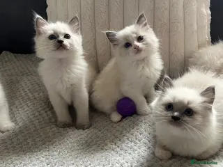 Ragdoll cats Gorgeous Ragdoll kittens - Advert 5