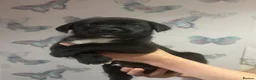 Mixed Breed dogs for sale: Mixed breed puppies in Pontypridd - Advert 9