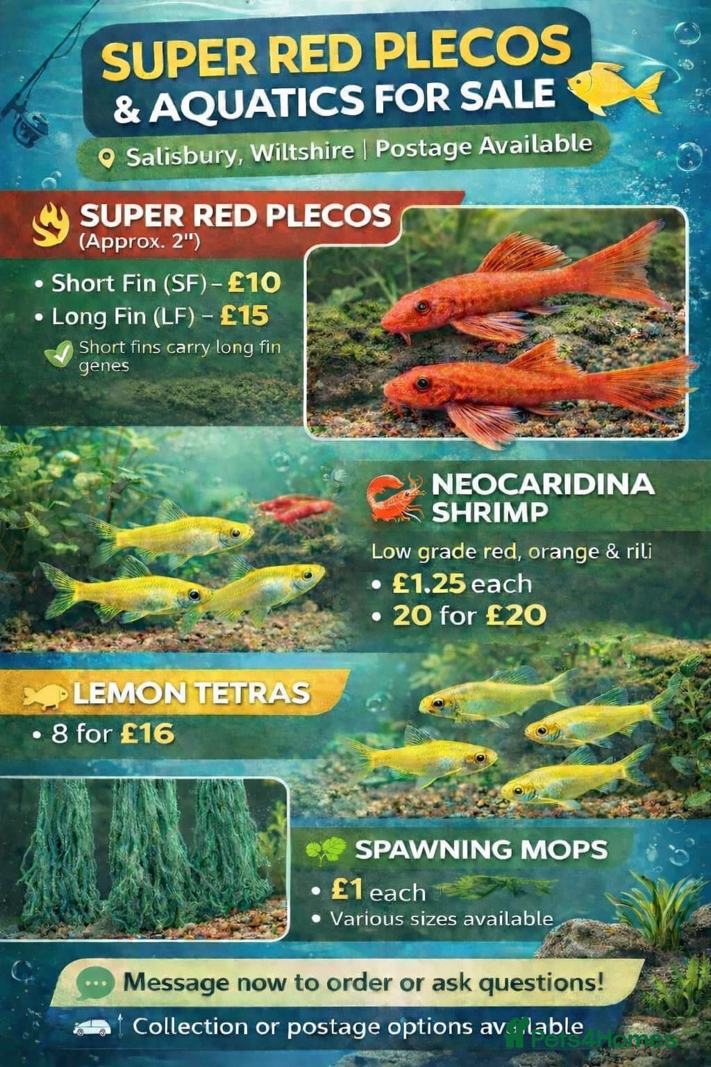 Plecos fish Super red plecos, shrimp, tetra and more. - Advert 1