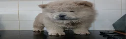 Chow Chow dogs for sale: Chow chow puppies  - Advert 4