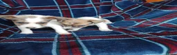 Jack Russell dogs for sale: Jack russell pups for sale - Advert 18
