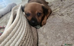 Mixed Breed dogs for sale: Beautiful Ridgeback Staffy x Rottweiler Puppies - Advert 26