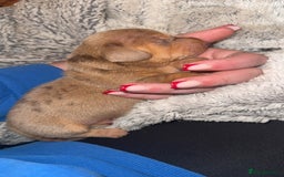 Miniature Dachshund dogs for sale: 3 Miniture dachshunds for sale  - Image 2