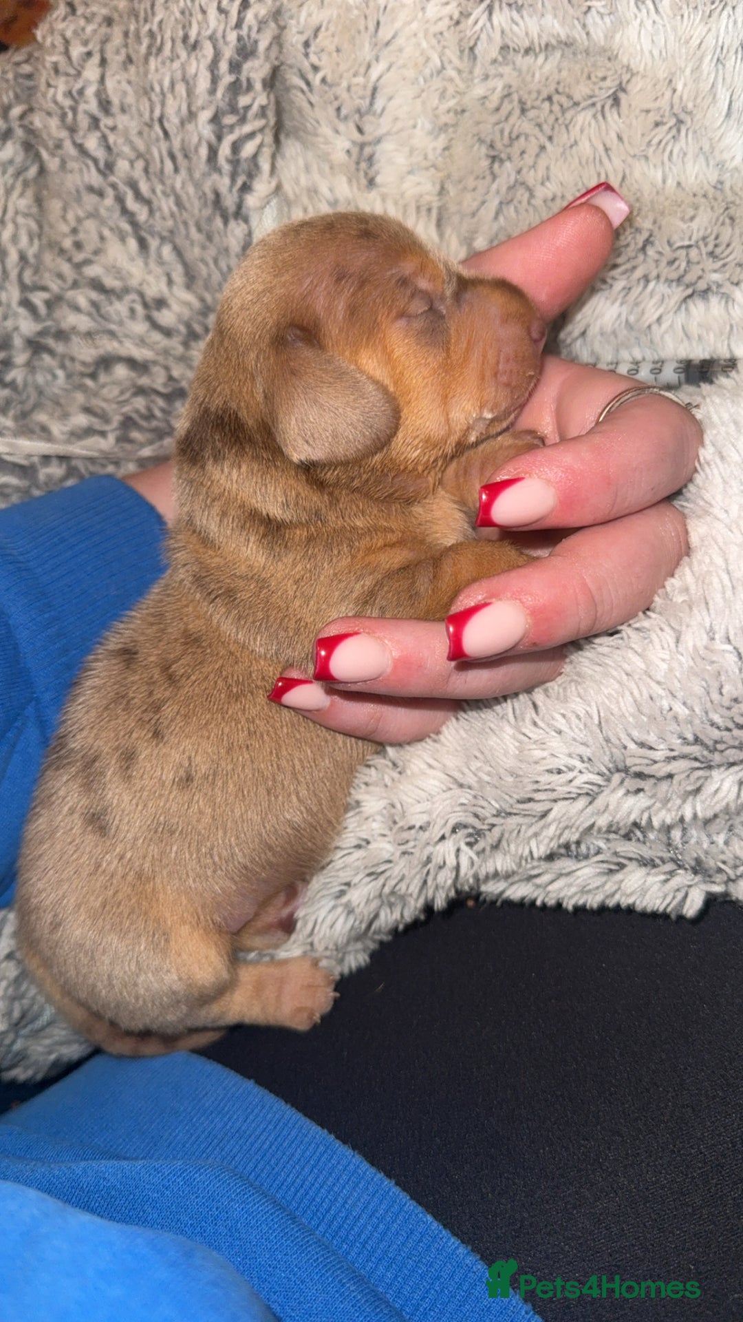 Miniature Dachshund dogs for sale: 3 Miniture dachshunds for sale  - Image 2