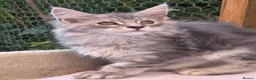 Maine Coon cats for sale: Amazing Maine Coon Cats from the Grand Champion  - Advert 7