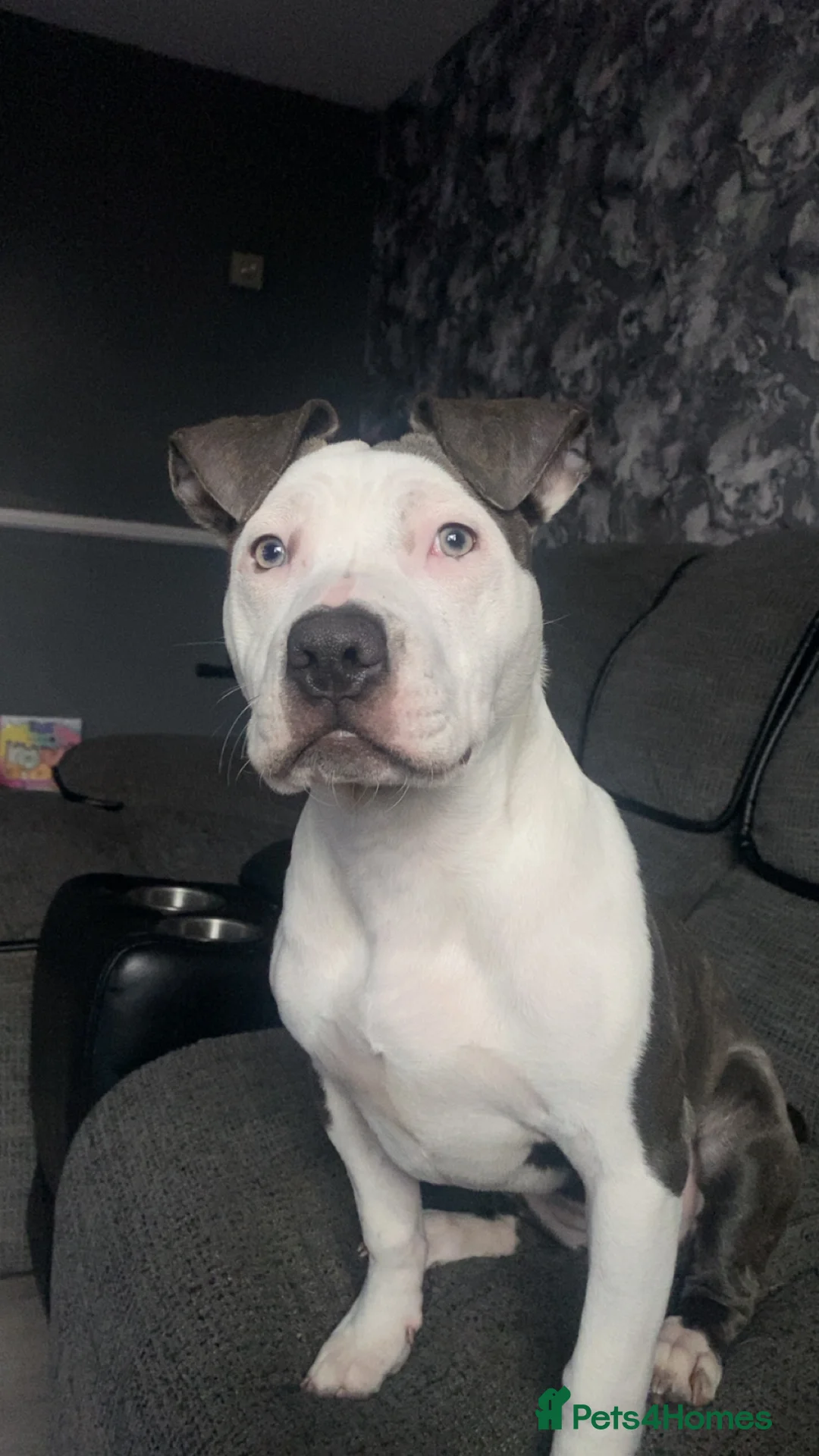 Mixed Breed dogs for sale: 6 month old - Advert 7