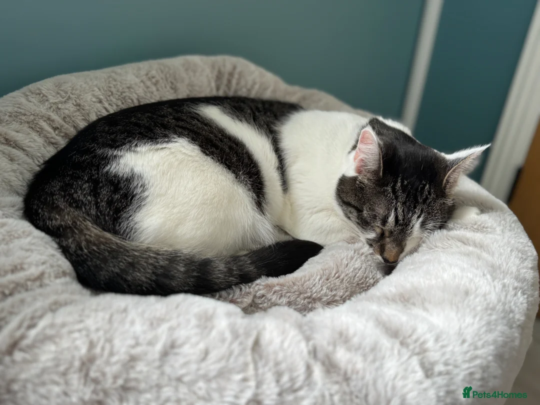 Mixed Breed cats for sale: Two female cats - Advert 8