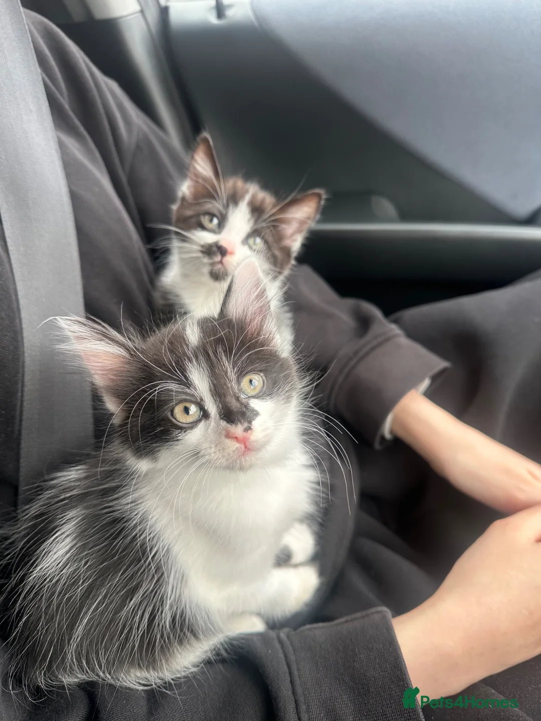 Mixed Breed cats for sale: Two beautiful female mixed breed kittens - Advert 1