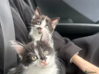 Mixed Breed cats Two beautiful female mixed breed kittens - Advert 1