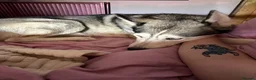 Siberian Husky dogs for sale: 2 Siberian huskies in Huntingdon - Advert 6