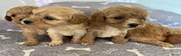Cavapoo dogs for sale: 🧡💚 first generation cavapoo💚🧡 3 female 1 male  - Advert 30