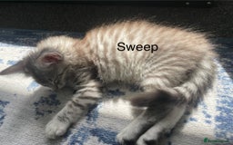 Maine Coon cats for sale: Mainecoon kittens  - Image 14