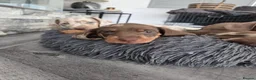 Miniature Dachshund dogs for sale: Beautiful Miniature Dachshund Puppies in Southport - Advert 4