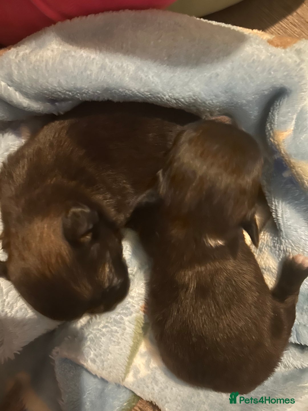 Pomchi dogs for sale: 2 beautiful tiny little Pomchi girls - Image 9