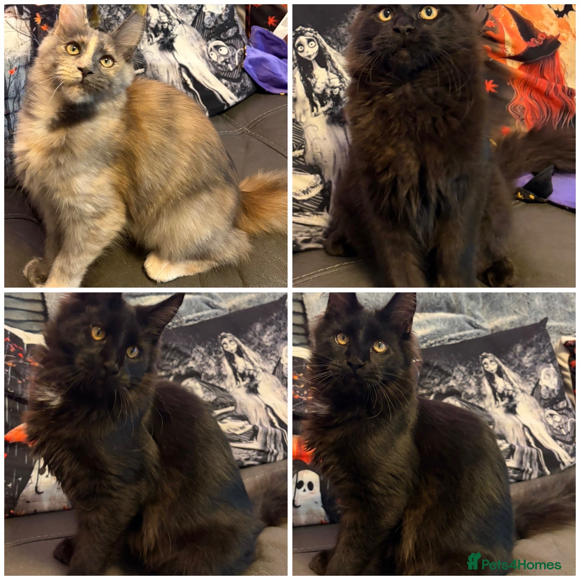 Maine Coon cats Reduced XL TICA Maine Coon Kitten active possible  - Advert 2
