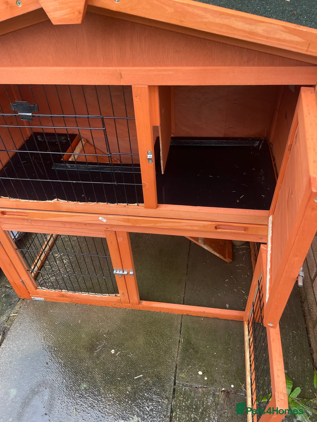 Mini Lop rabbits for sale: 2 rabbits for sale  - Advert 7