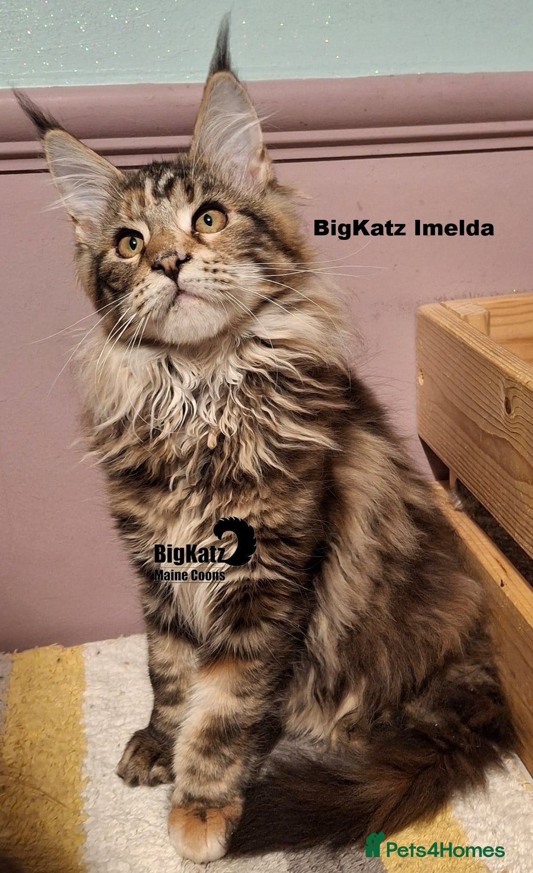 Maine Coon cats for sale: Beautiful torbie Maine Coon girls - Advert 5
