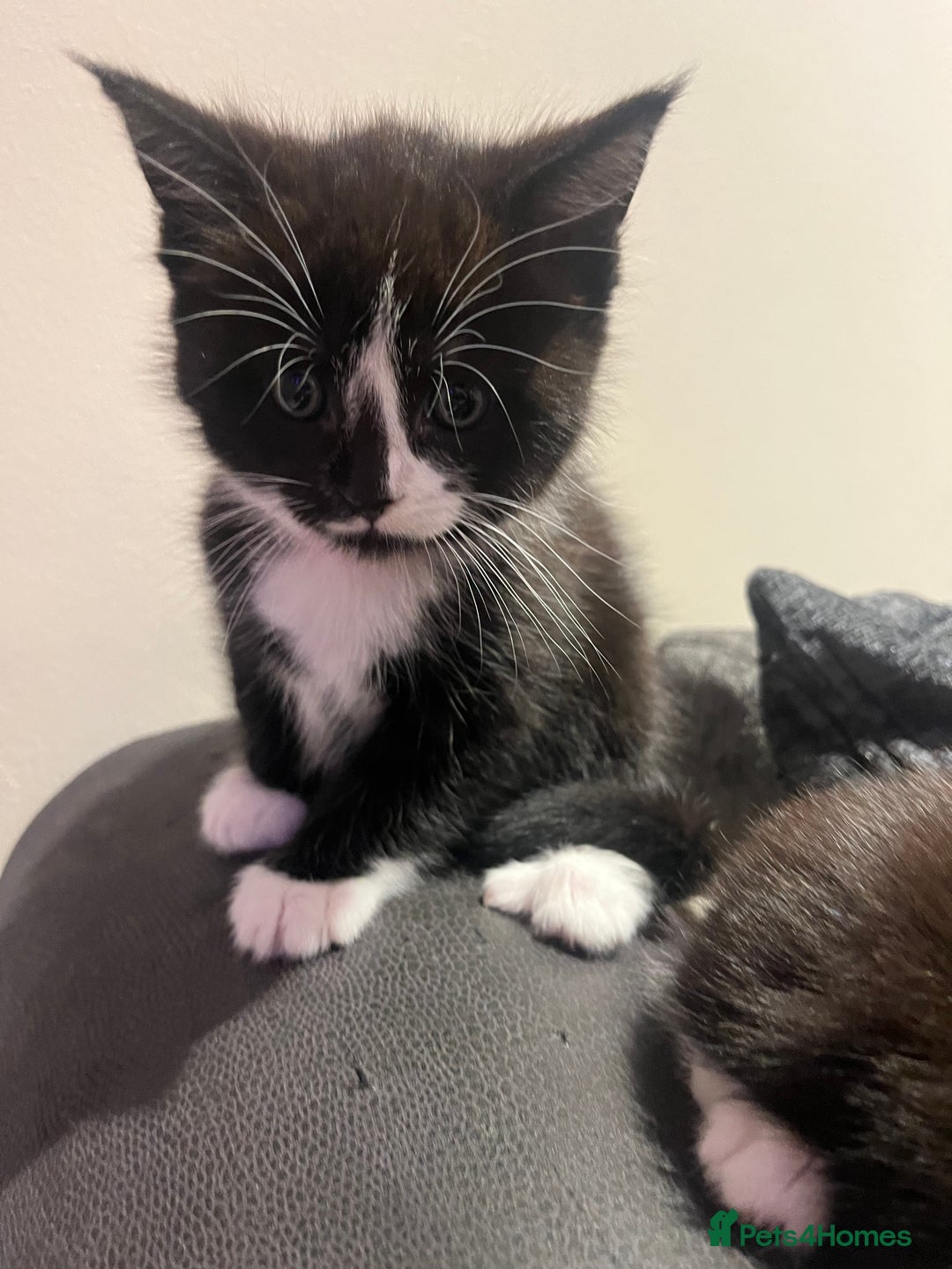 Maine Coon cats for sale: Main coon cross bread  - Advert 8