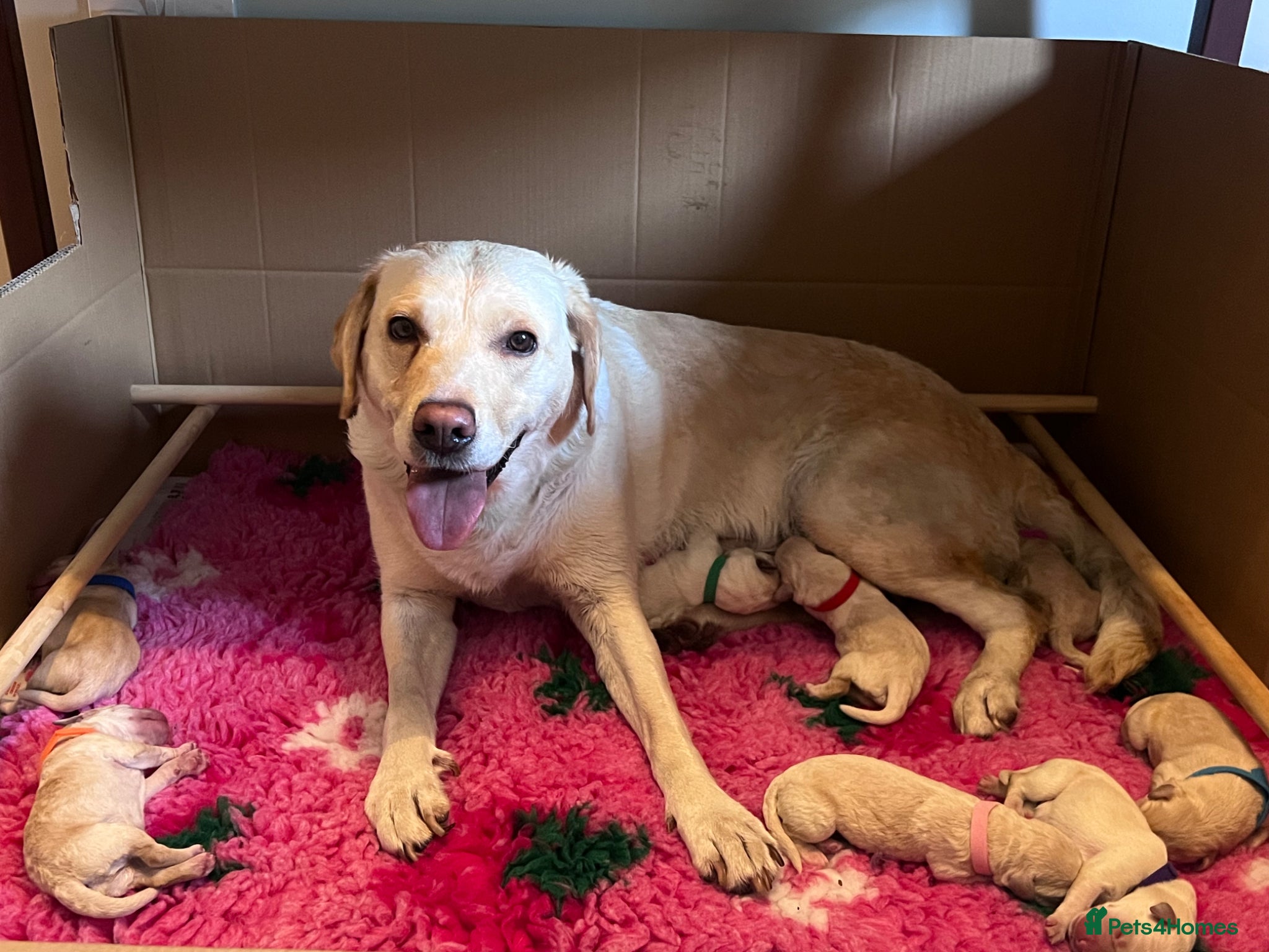 Labradoodle dogs 🐾 Homebred F2B Labradoodle Puppies 🐾 - Advert 2