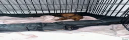 Miniature Pinscher dogs for sale: Miniature pinschers puppies  - Advert 4