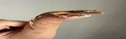 Gecko reptiles for sale: Crested gecko for sale  - Advert 11