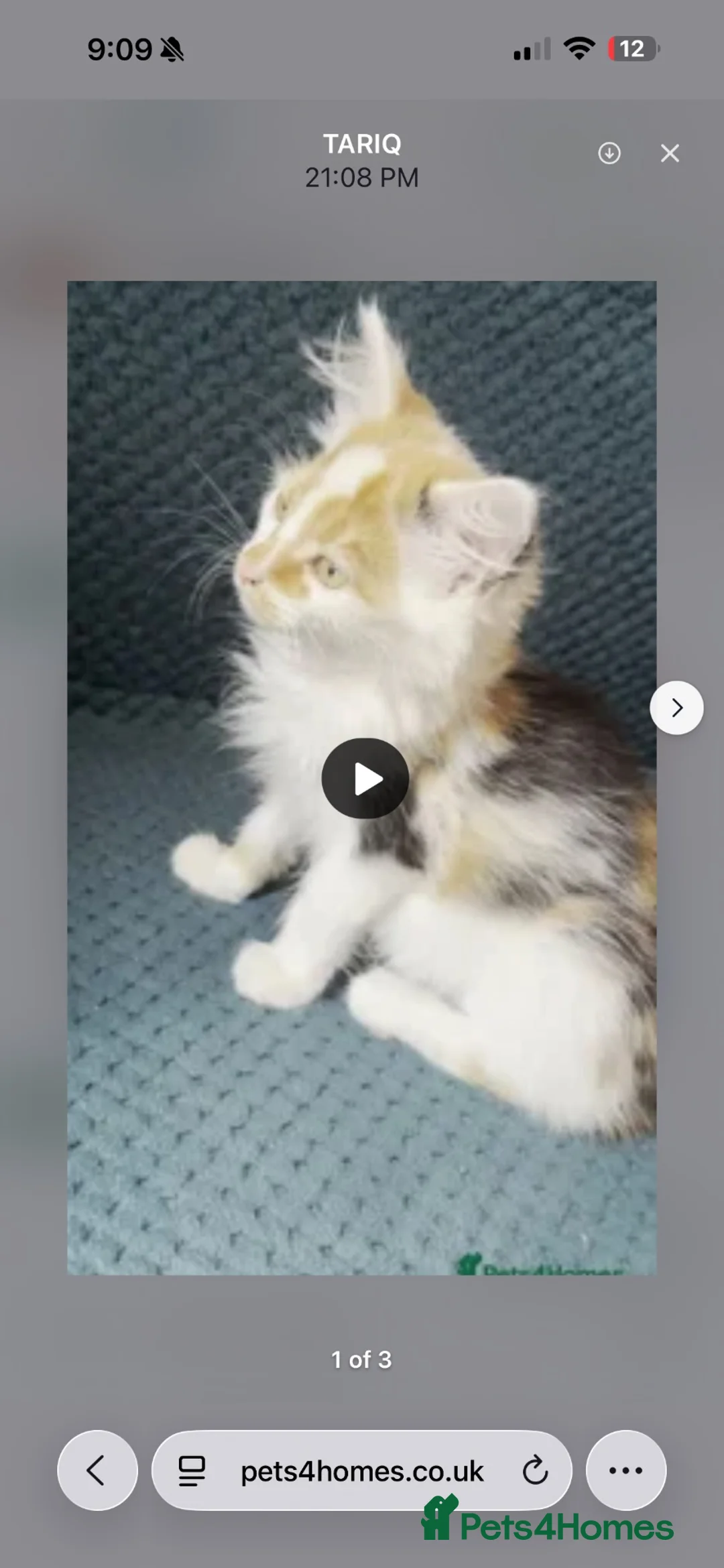 Mixed Breed cats for sale: Beautiful ginger and white kitten for rehoming  - Advert 5
