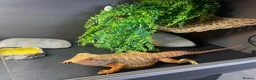 Bearded Dragon reptiles for sale: Bearded dragon and set up in Wilmslow - Advert 3