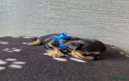 Yorkshire Terrier dogs for sale: Yorkshire terrier puppy's  - Image 6