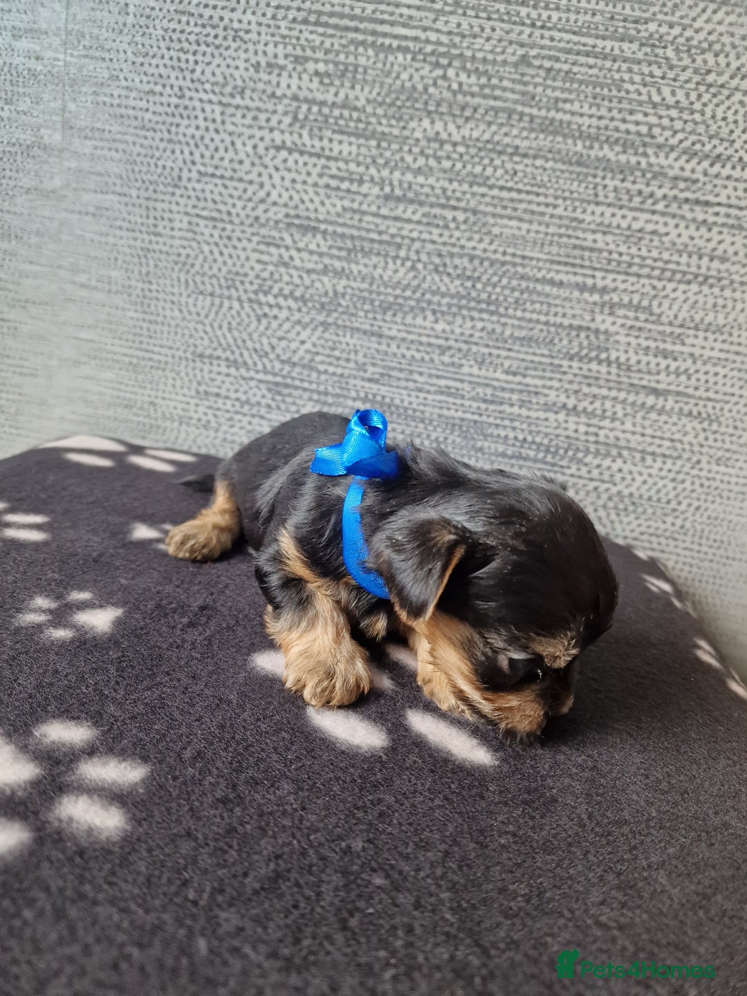 Yorkshire Terrier dogs for sale: Yorkshire terrier puppy's  - Image 6