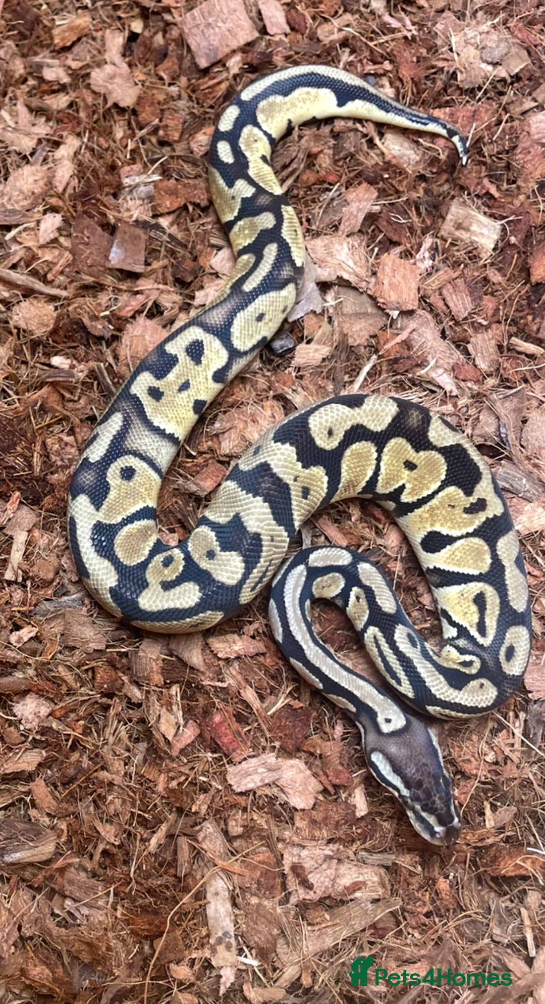 Python Snake reptiles for sale: Two girls pythons - Advert 2