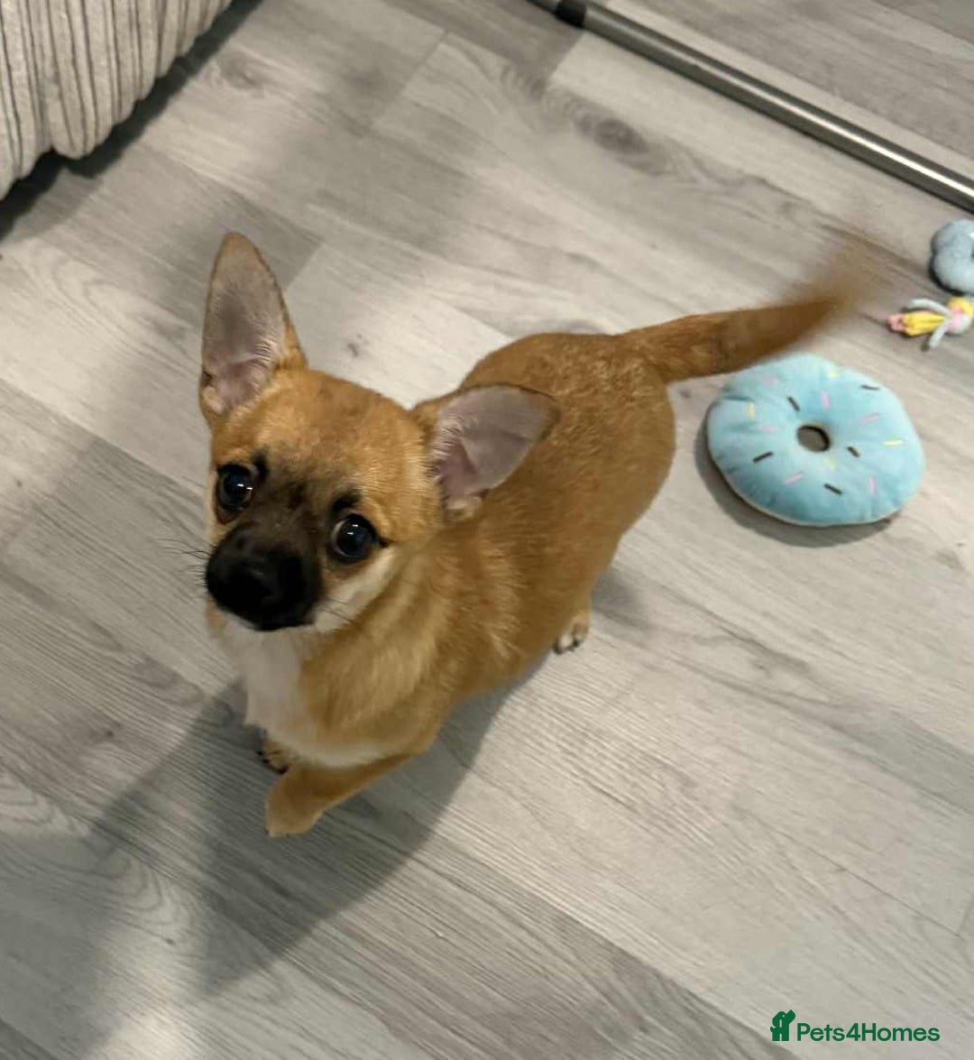 Pomchi dogs for sale: pomchi puppy female  - Advert 2