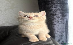 British Shorthair cats for sale: British shorthair kittens - Image 7